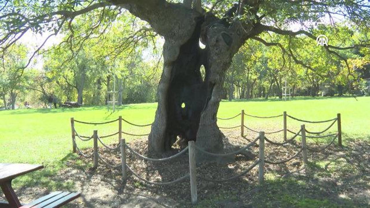 Türkiye'nin en yaşlı çınarı İstanbul'da 1400 yıldır ayakta