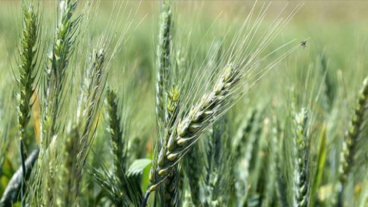 Antalya'dan d&uuml;nyaya a&ccedil;ılmıştı: Polonya merkezli şirket satın aldı