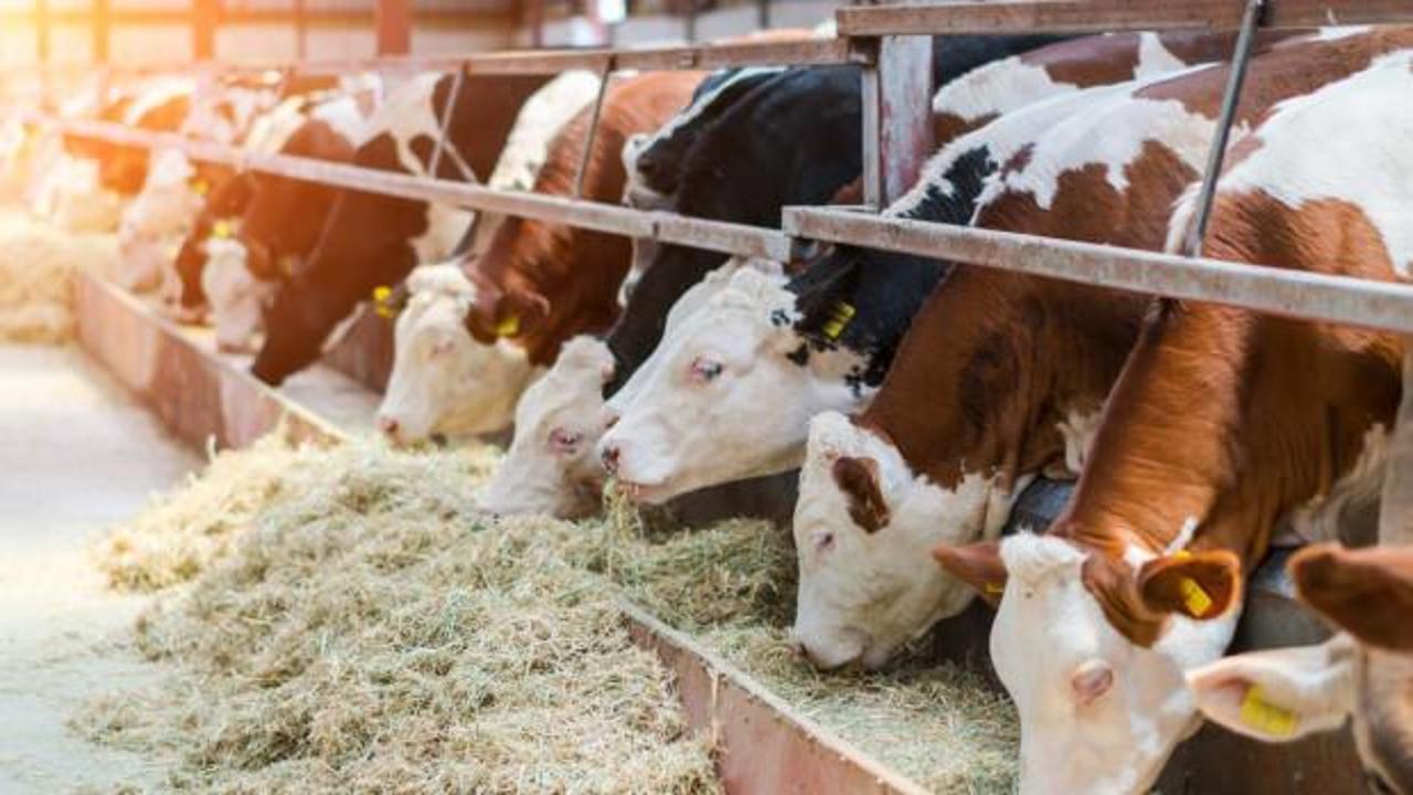 &Ccedil;ok nadir g&ouml;r&uuml;l&uuml;yor! Edirne'de besicinin y&uuml;z&uuml;n&uuml; mucize doğum g&uuml;ld&uuml;rd&uuml;