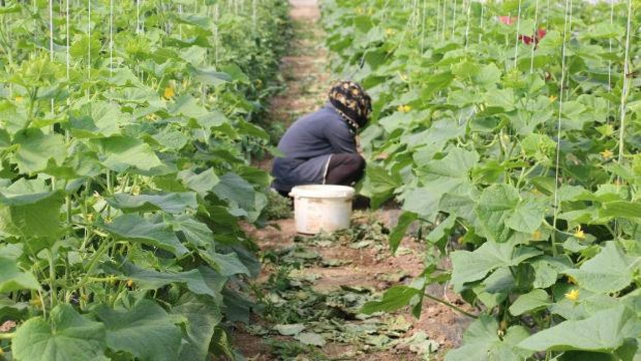 &Ccedil;ift&ccedil;inin y&uuml;z&uuml; g&uuml;ld&uuml;! Devlet y&uuml;zde 50 hibe desteği sağlayacak