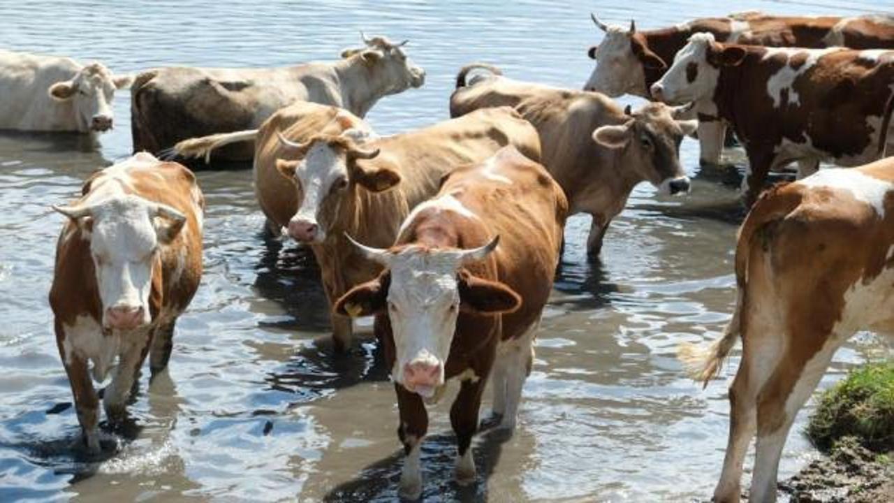 Eskişehir'de 22 b&uuml;y&uuml;kbaş hayvanını satan besici dolandırıldı