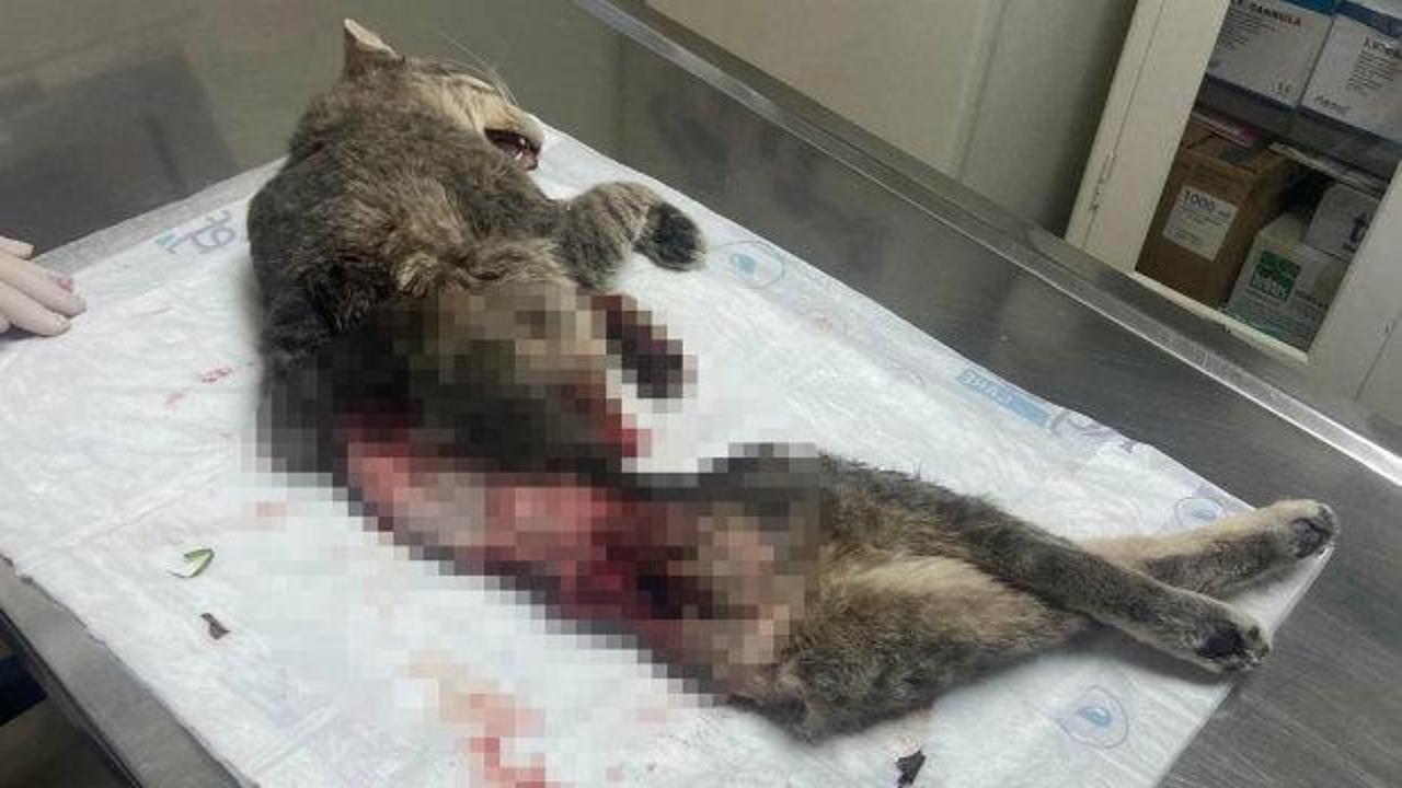 Muğla'da kan donduran hadise: Derisi y&uuml;z&uuml;lm&uuml;ş, kuyruğu kesilmiş halde &ouml;l&uuml; bulundu!