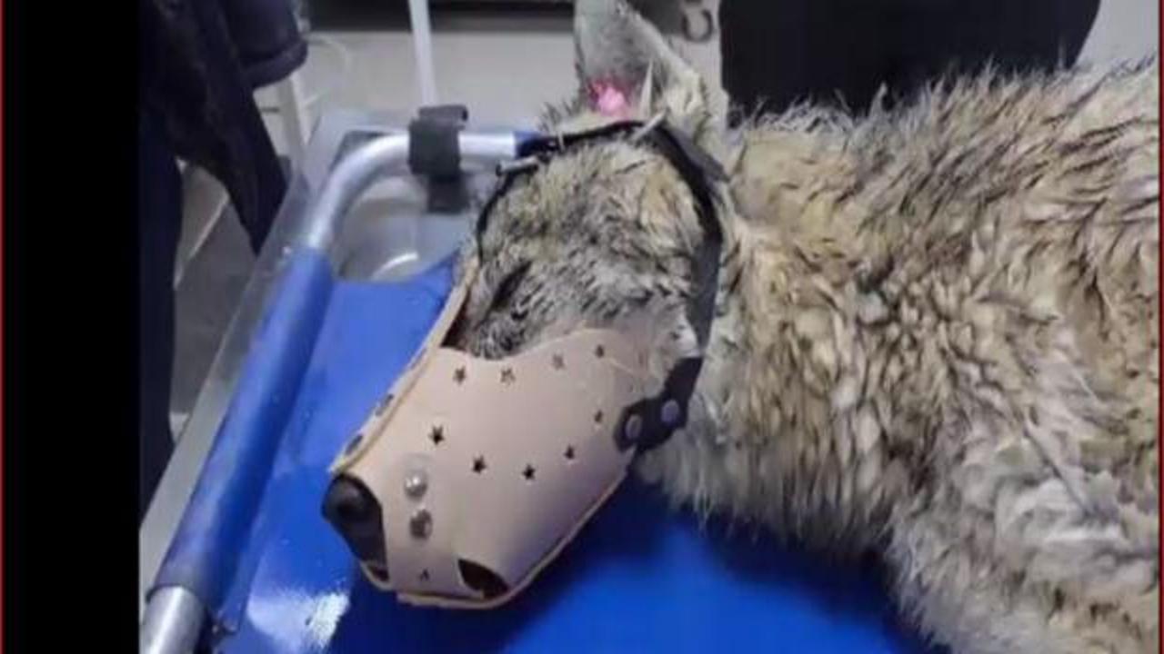 Yaralı kurt tedavi altına alındı