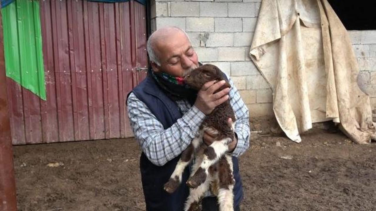 300 hayvanını kaybeden besici devlet desteği ile sayılarını katladı
