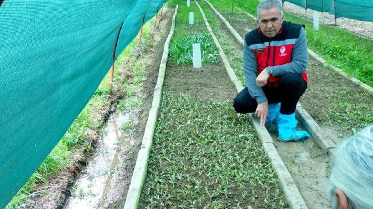 Kilosu altınla yarışıyor: Doğada toplaması yasak, bahçede servet değerinde