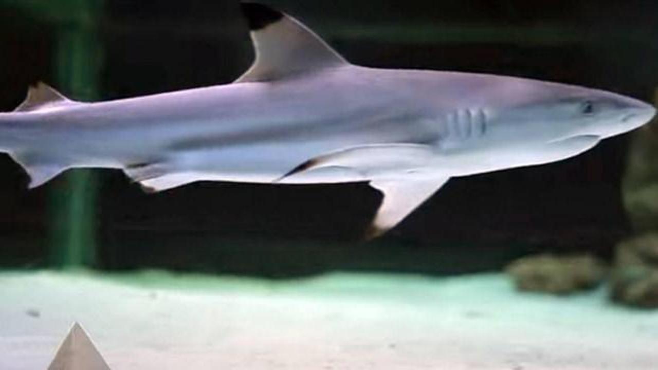 Köpekbalığı dehşeti: Bir çocuk hayatını kaybetti