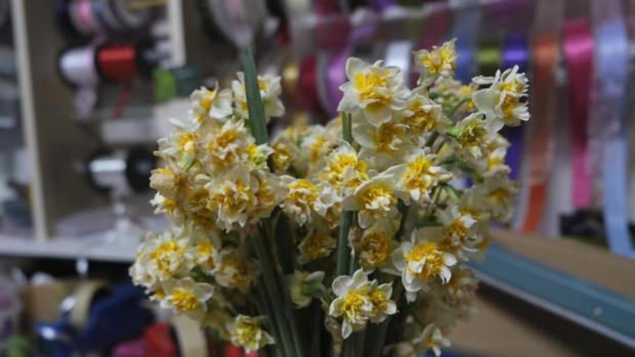 'Çiçeklerin annesi' nergis büyük ilgi görüyor