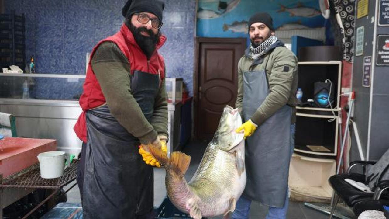 Elazığ'da yakalanan dev balığı iki kişi zor taşıdı! Fiyatı belli oldu