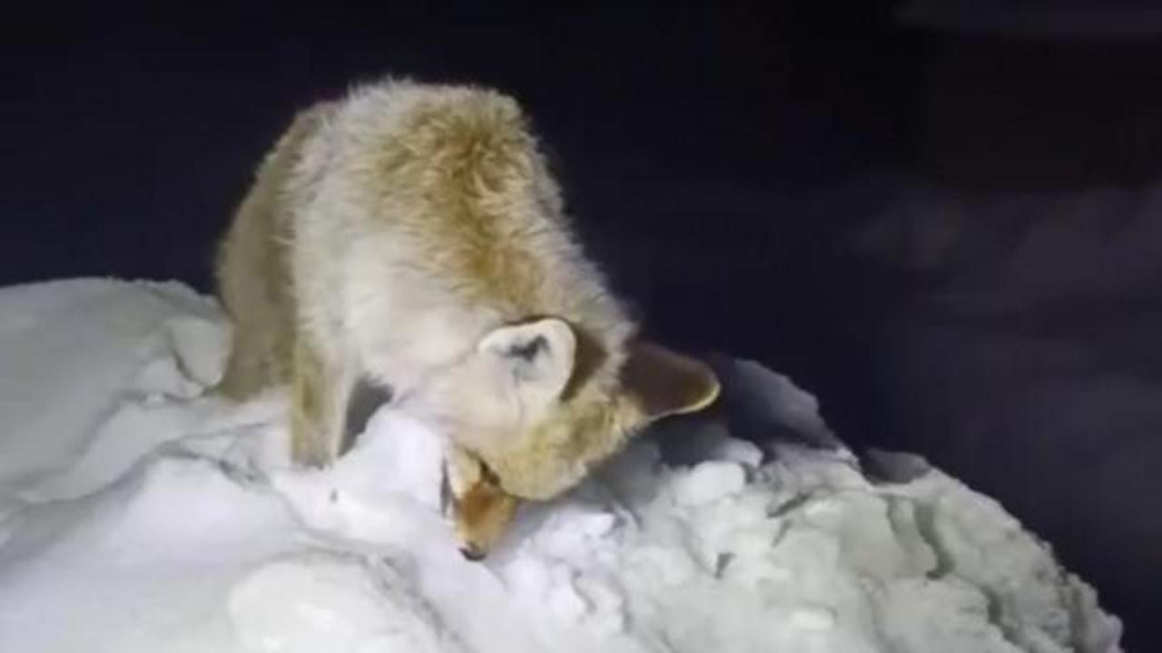 Hakkari'de hareketsiz tilkiye yaklaşan k&ouml;yl&uuml; acı manzarayla karşılaştı