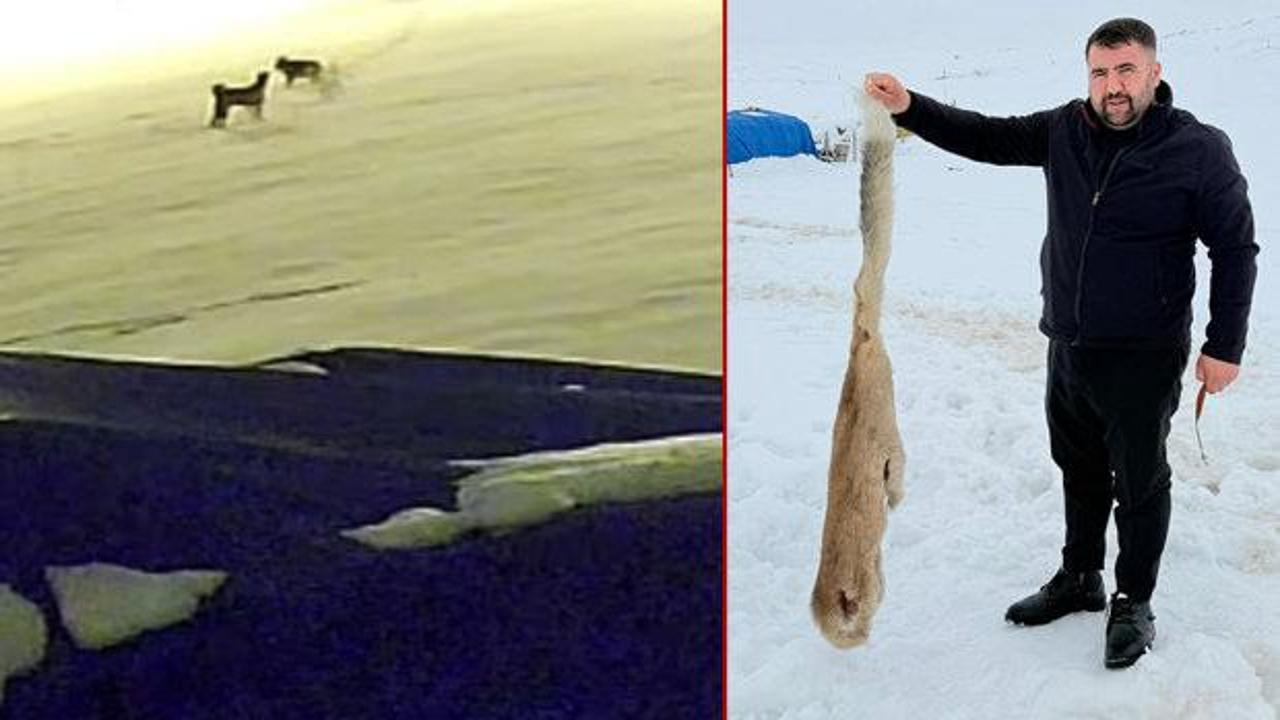 Kurtlarla dövüşen köpekten geriye postu kaldı