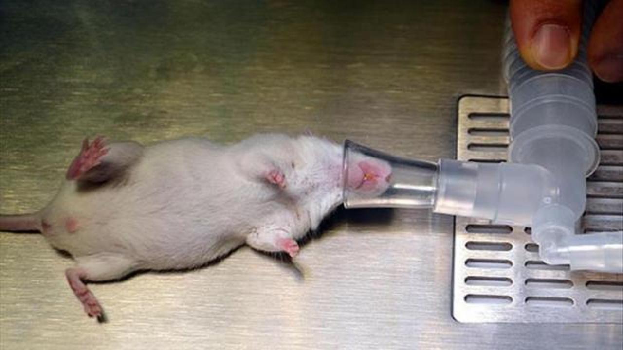 Pankreas kanserinde umut ışığı: Farelerdeki tümörler tamamen temizlendi