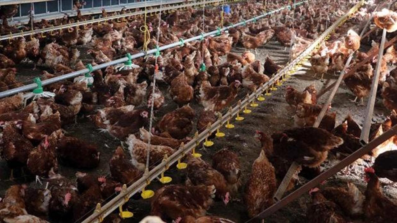 Tavuk eti ve yumurtada salgına karşı önlem! kümeslere sıkı biyogüvenlik şartları getirildi