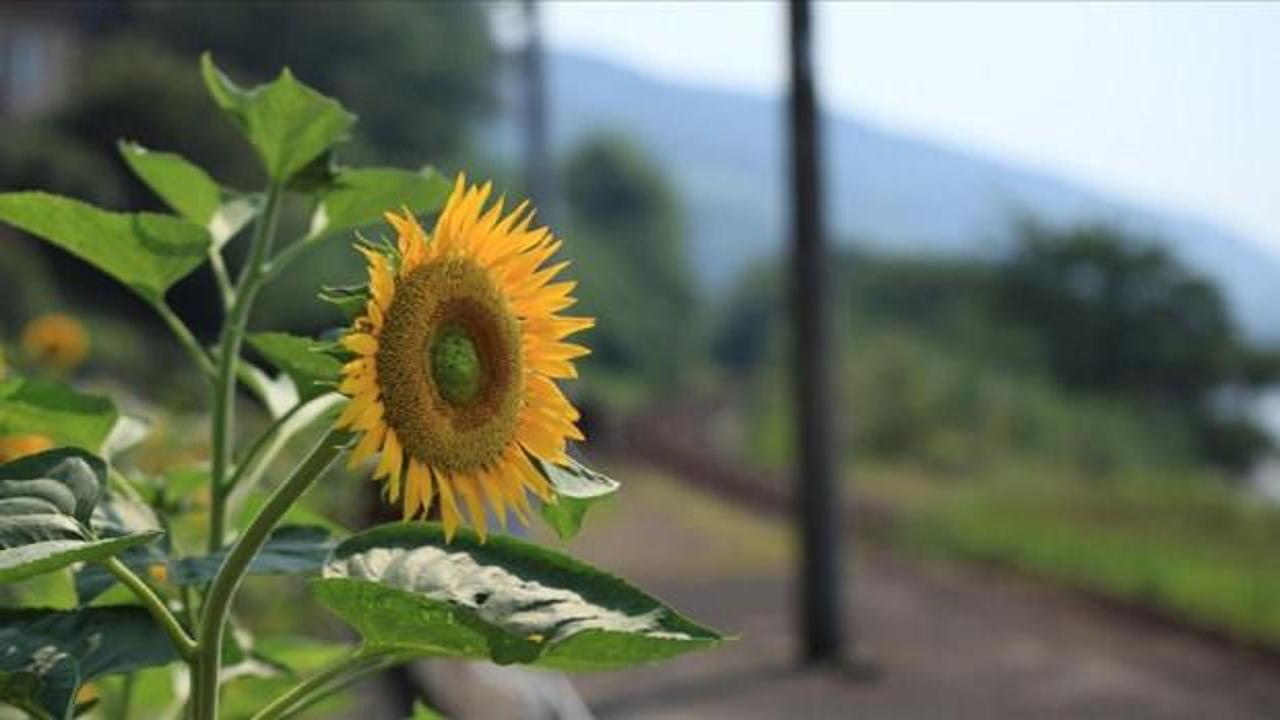 Yerli ayçiçeği tohumunda devlet desteği dışa bağımlılığı büyük ölçüde sonlandırdı