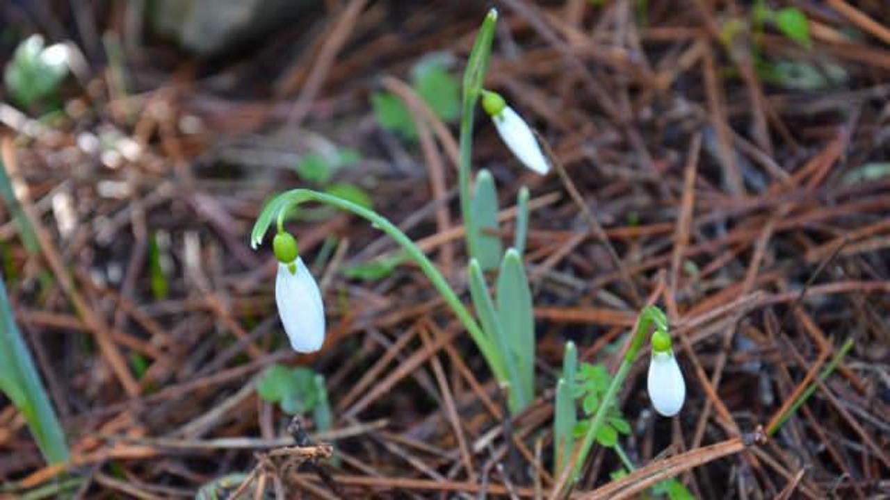 Aman dikkat! Koparana ocak s&ouml;nd&uuml;ren ceza verilen &ccedil;i&ccedil;ek Manisa'da a&ccedil;tı