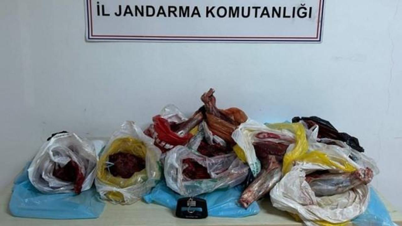 Artvin'de 60 kilo yaban domuzu eti ele geçirildi