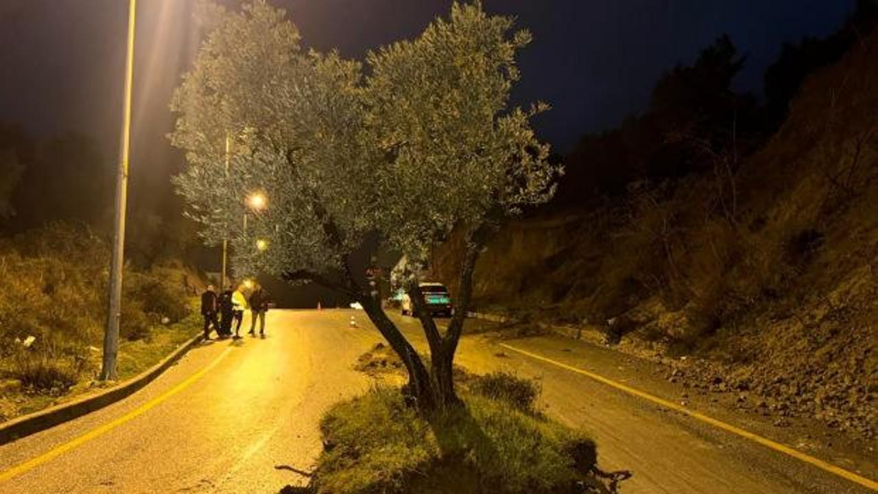Bir gecede yolun ortasında belirdi! Aydın'da zeytin ağacı yolu ikiye b&ouml;ld&uuml;