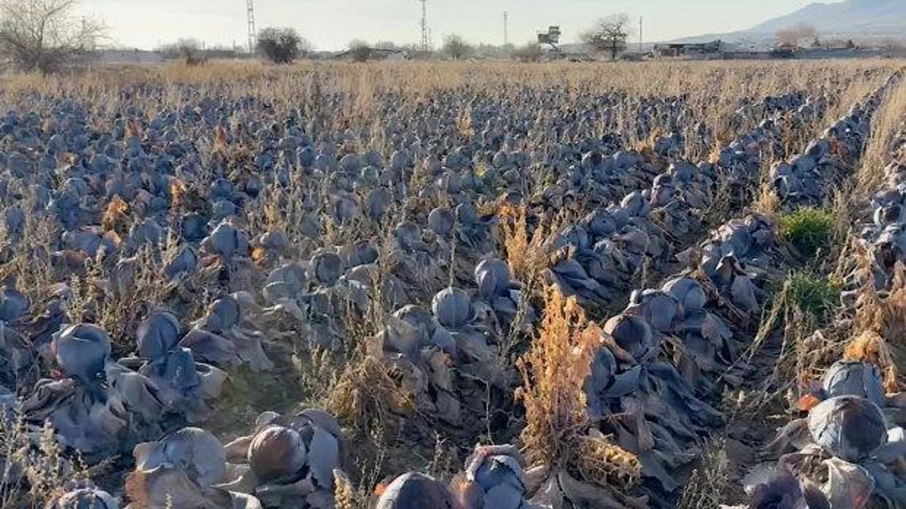 &Ccedil;ift&ccedil;i dert yandı: Tanesi 80 TL'lik &uuml;r&uuml;ne 5 TL fiyat bi&ccedil;tiler