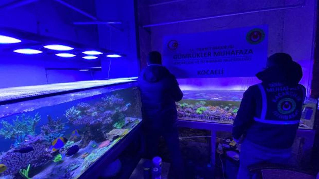 Bakanlık devreye girdi: 85 binden fazla hayvan ele geçirildi!