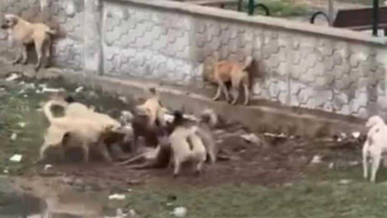 Diyarbakır'da kameraya yansıdı: Köpekler, başka bir köpeği parçalamaya çalıştı