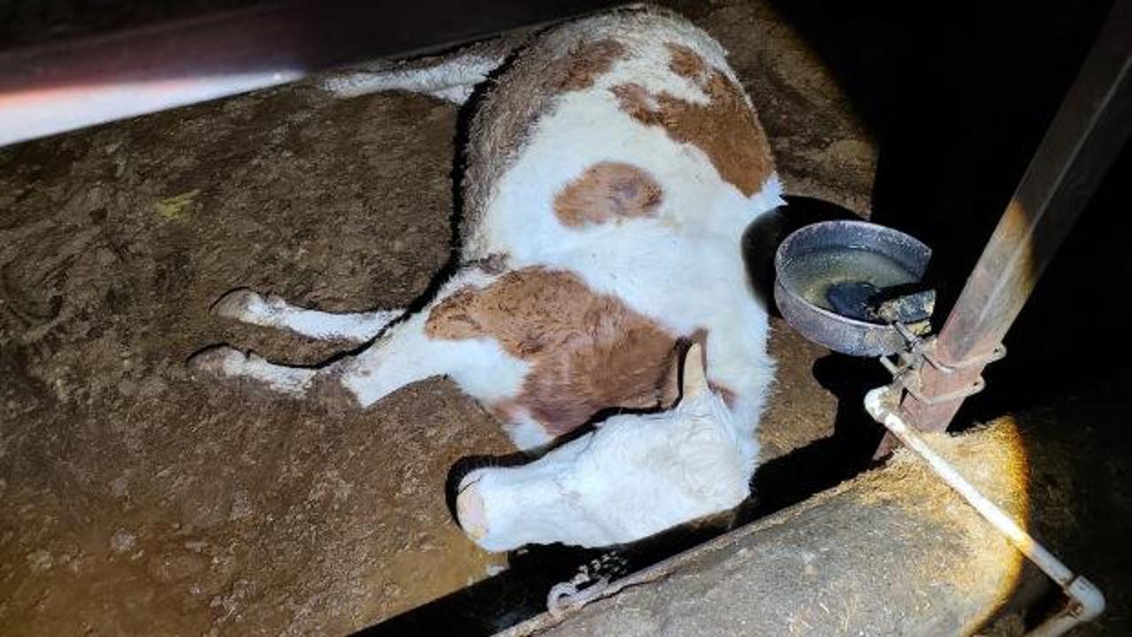 Elektrik kaçağı 8 büyükbaş hayvanı telef etti