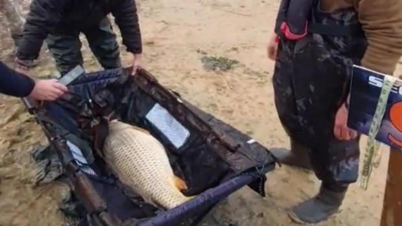 İstanbul'da yakaladıkları dev balığı suya bırakıp bir de isim verdiler!