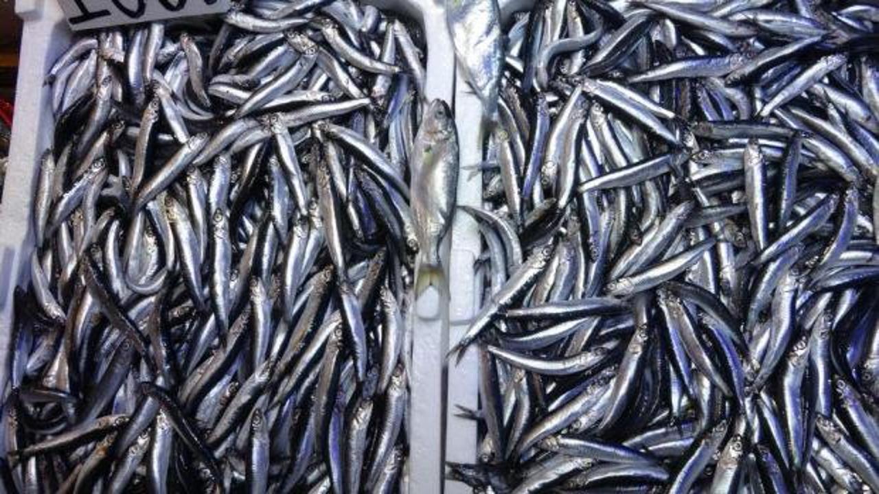 Karadeniz'de sezon sonu bereketi