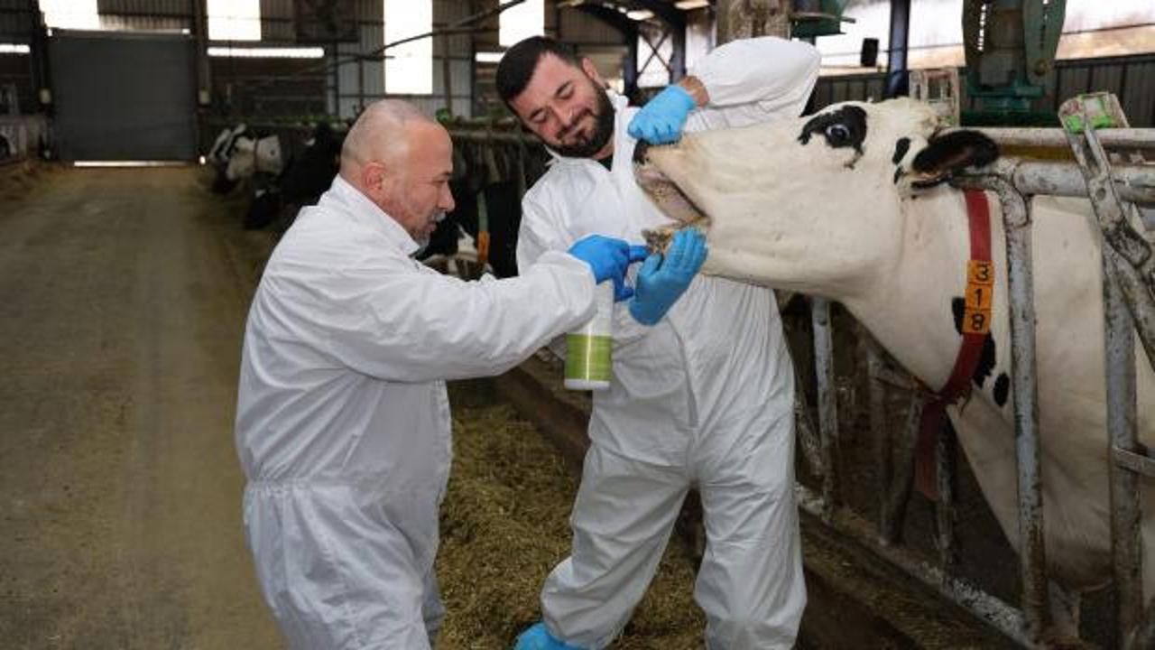 Şap hastalığına karşı Türk akademisyenlerden bitkisel çözüm