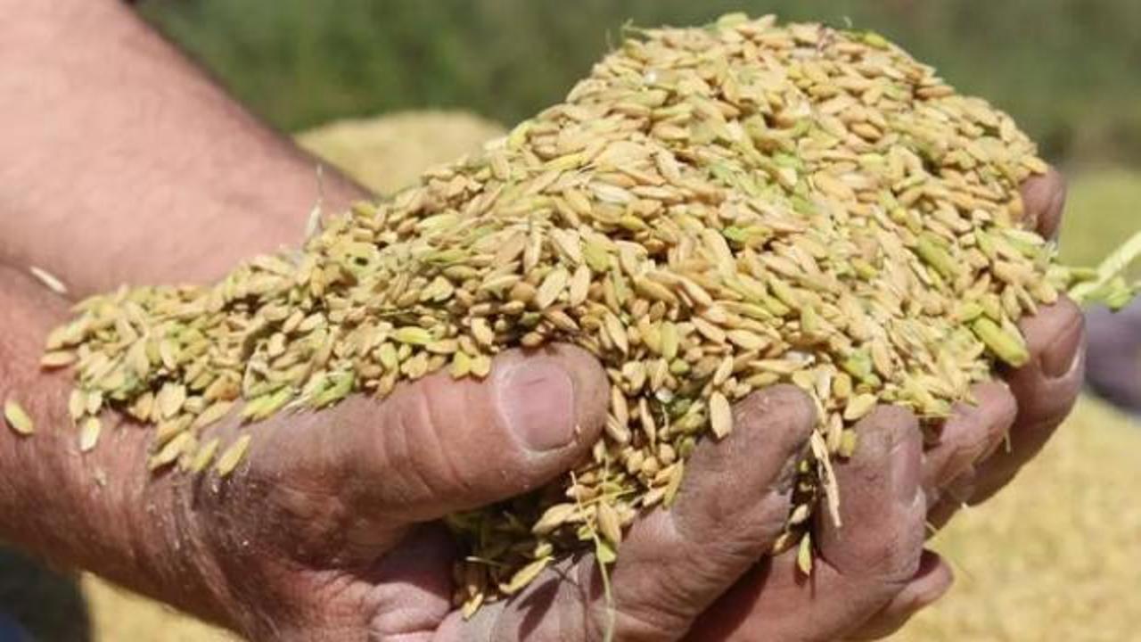 TMO lisanslı depolardaki buğdayı günlük satışa açıyor