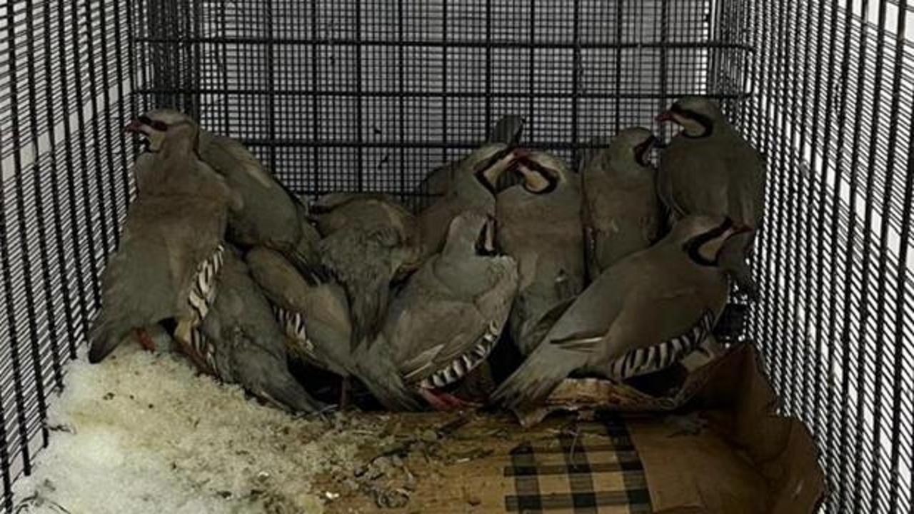 Keklik avlamaya giderken avlandılar: 75 bin TL ceza
