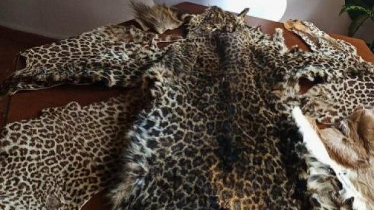Çukurova'da yasa dışı yaban hayvanı ürünleri ele geçirildi