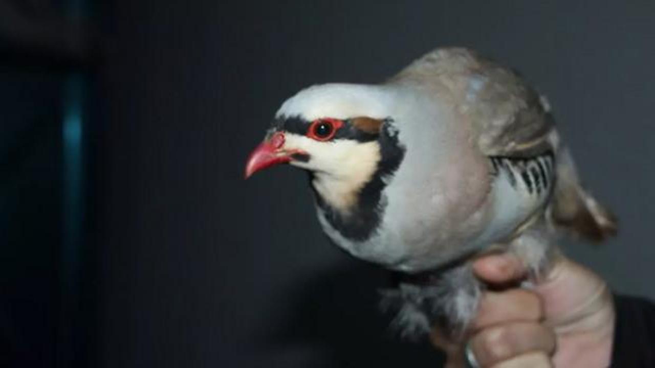 Şırnak'ta yasa dışı yollarla yurda sokulan 38 keklik doğaya salındı