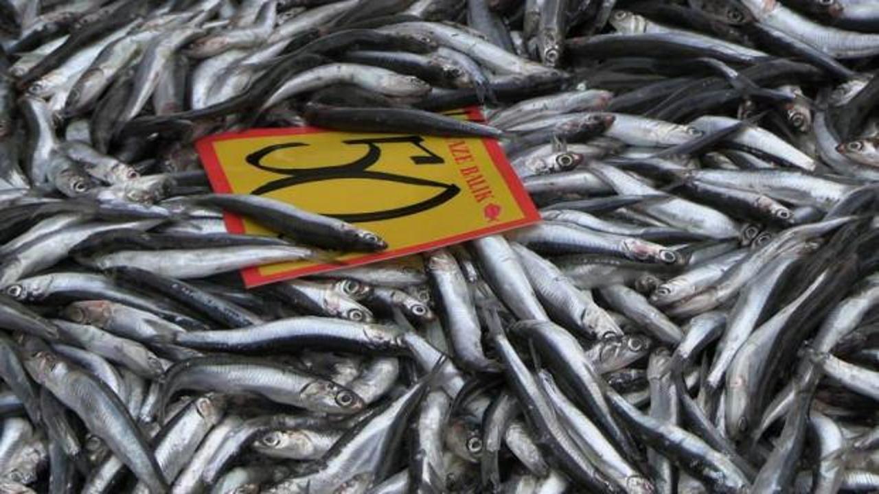 Tezgahlar şenlendi! Edirne'de hamsinin kilosu 50 liraya düştü