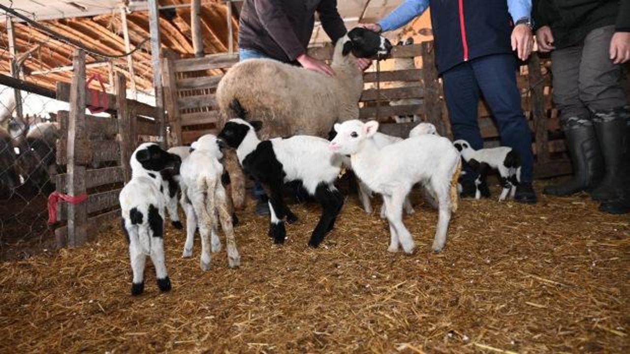 Besici g&ouml;rd&uuml;ğ&uuml; manzarayla bayram etmişti: 9 doğuran koyuna ziyaret