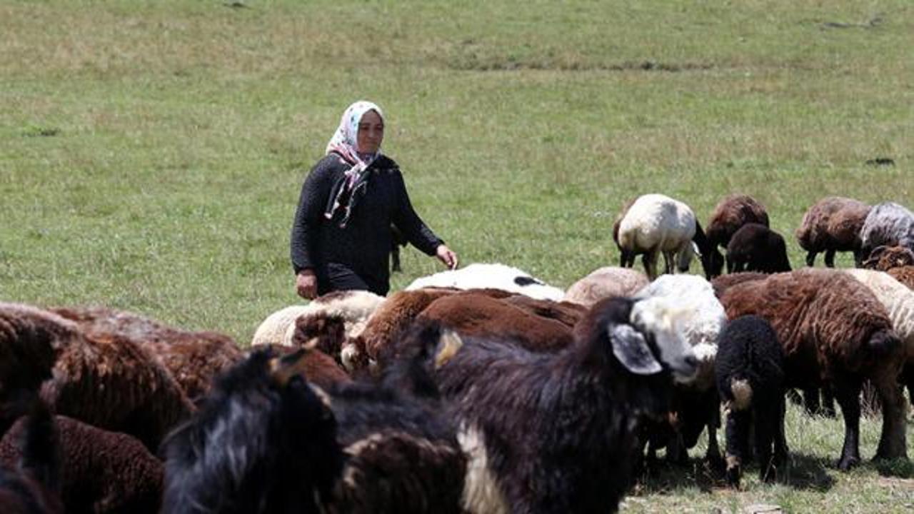 Çiftçiler hayvancılığa destek projesinden memnun!