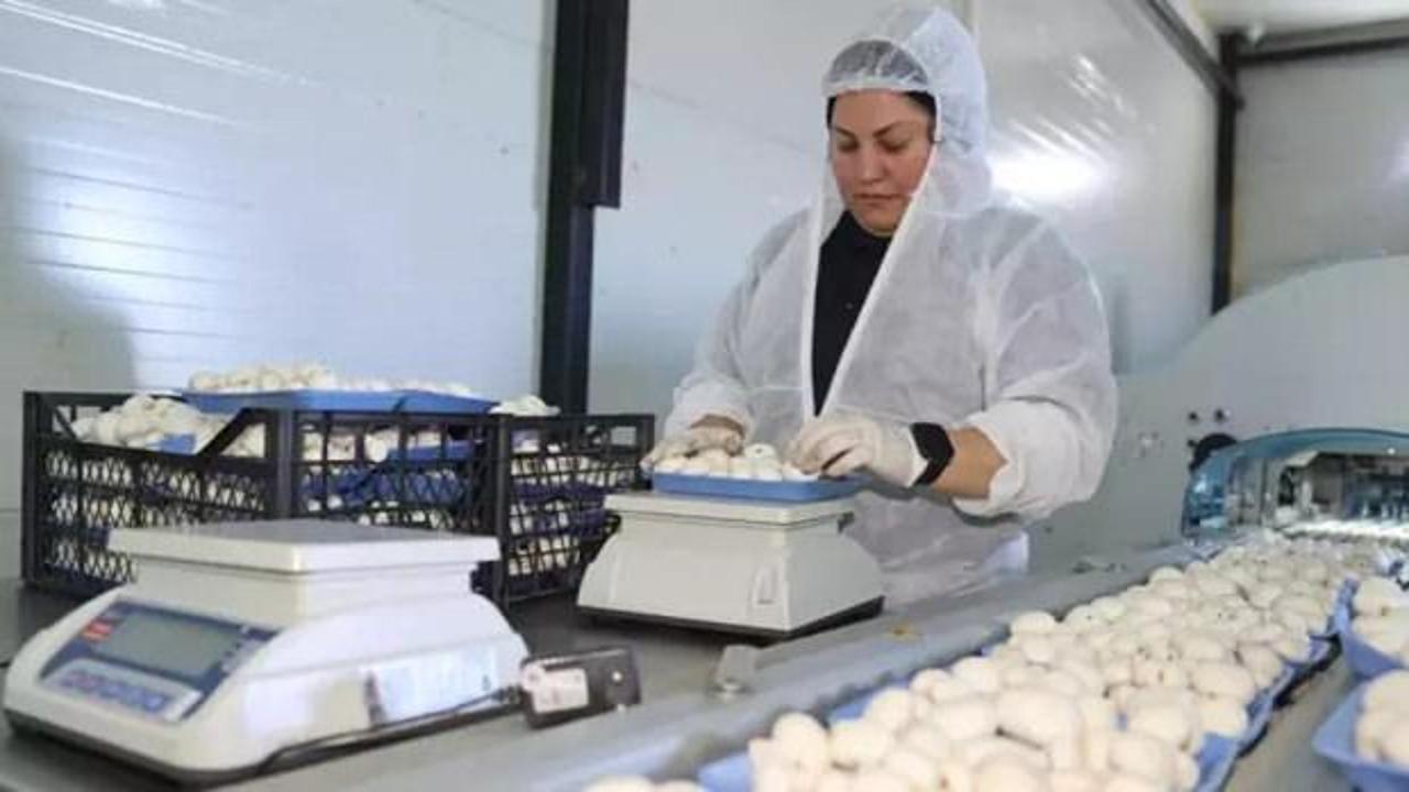 Devlet desteğiyle başladığı işte 60 ton üretim yapıyor: Bulunmaz bir nimet