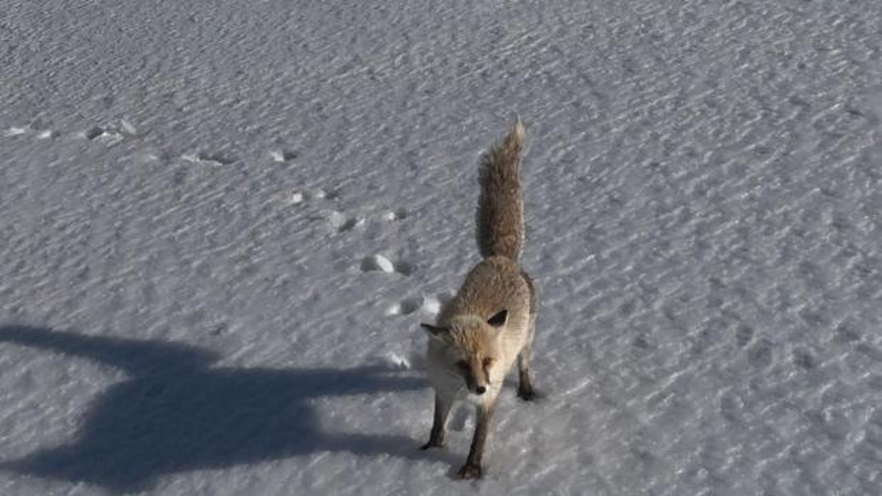 Dron &ouml;yle bir g&ouml;r&uuml;nt&uuml; kaydetti ki! İzleyen g&uuml;zelliğine doyamadı