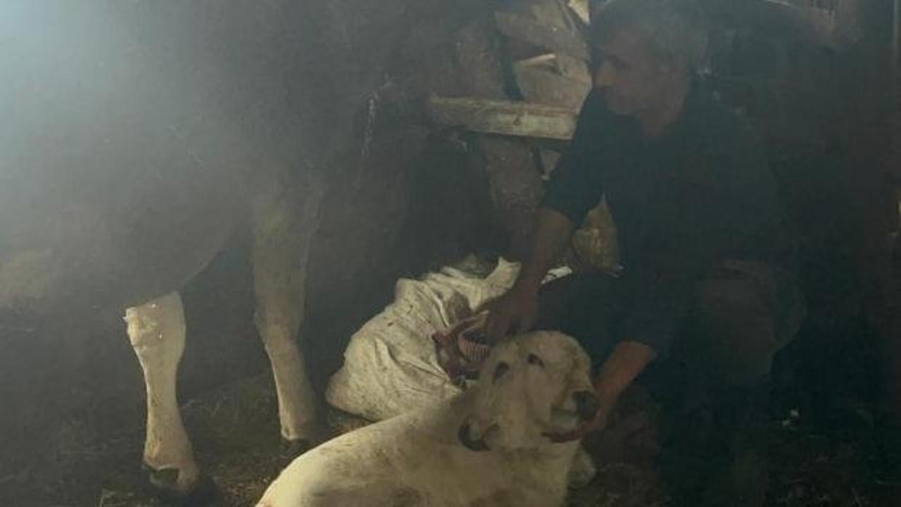 Erzurum'da &ccedil;ift başlı buzağı d&uuml;nyaya geldi