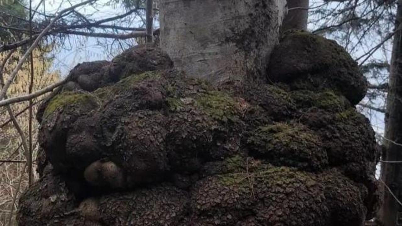 Trabzon'da avcılar tesad&uuml;fen buldu! Altın değerinde