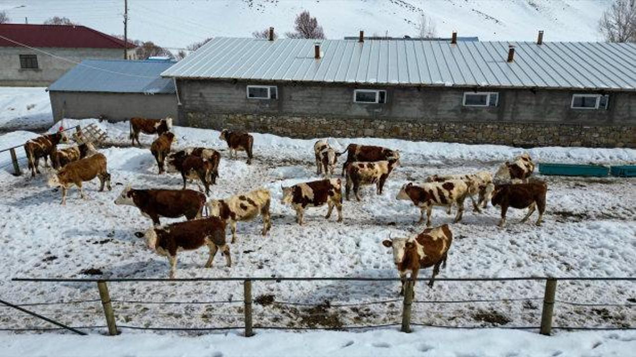 Plazalardan sıkıldı köyüne döndü: 40 hayvanla başladı servete böyle ulaştı
