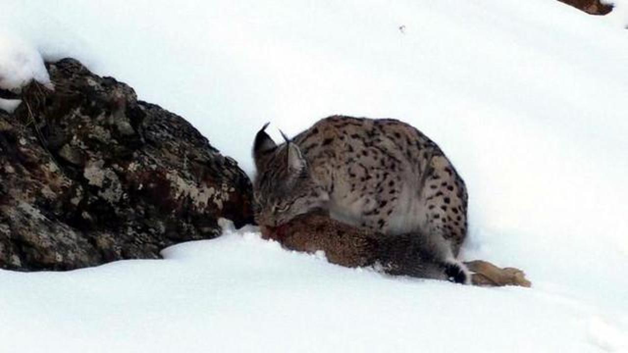 Erzincan'da vaşak avını par&ccedil;alarken kameraya yansıdı