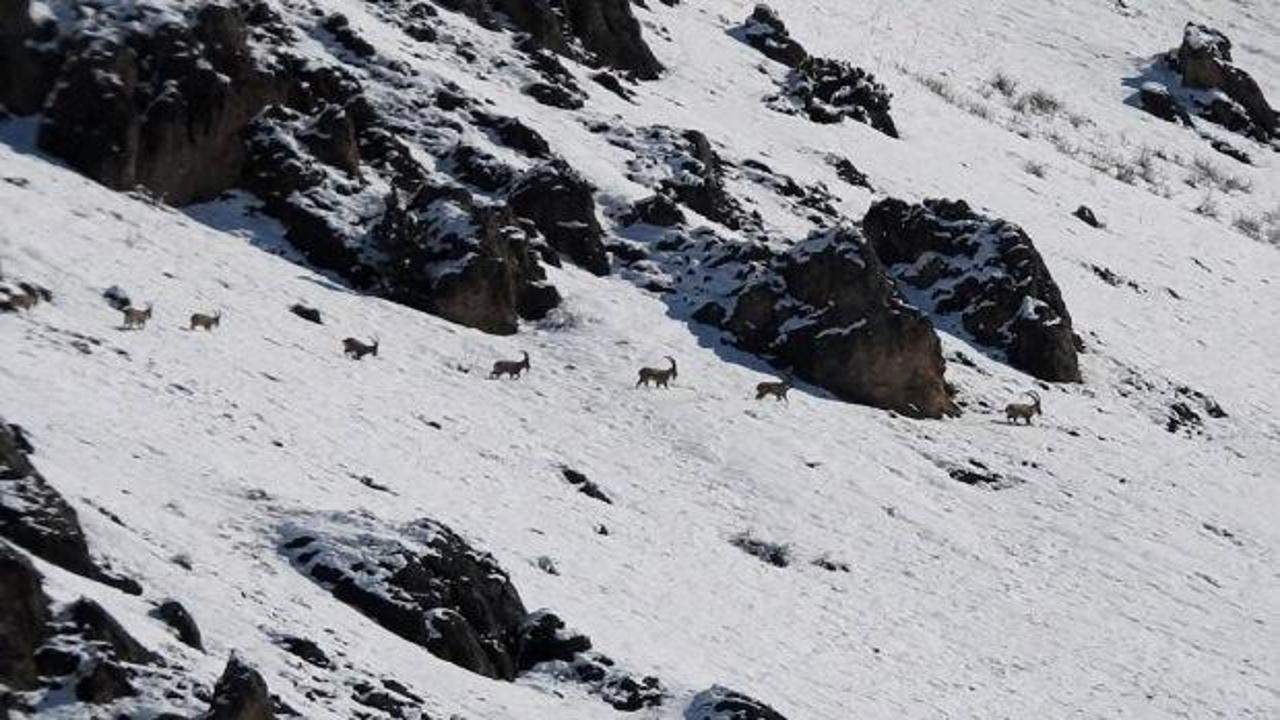 Kamera öyle bir görüntü kaydetti ki! İzleyen tekrar tekrar oynattı