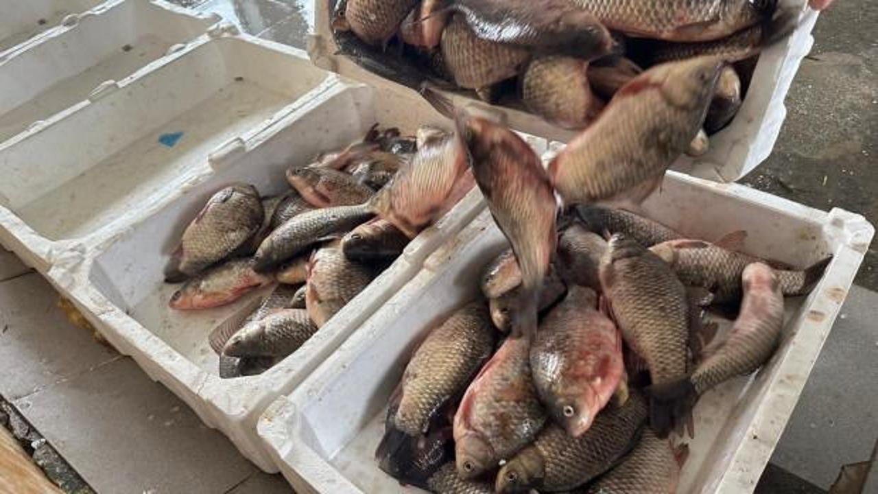 İstilacı İsrail sazanları balıkçılara gelir kaynağı oldu