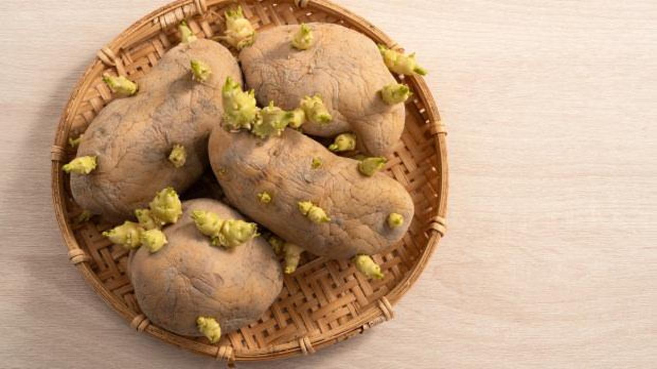 Patates neden &ccedil;abuk filizlenir? Doğru saklama y&ouml;ntemleri