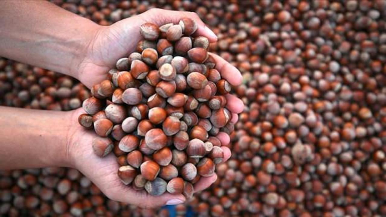 Karadeniz fındığı dünyayı sarıyor: 87 ülkeye 389 milyon dolarlık dev ihracat