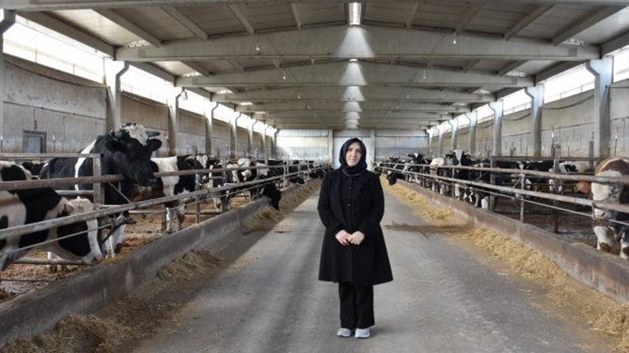 Ev hanımlığından dev çiftlik sahipliğine: 900 büyükbaşla üretim yapıyor