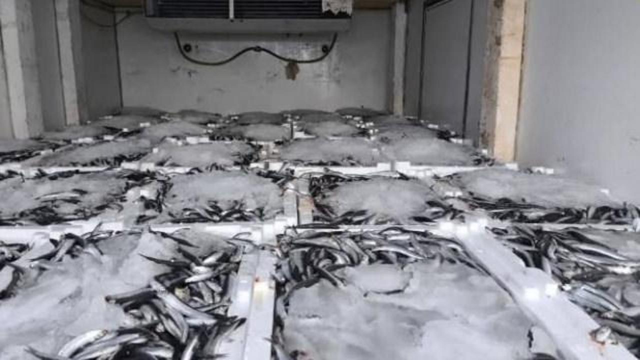 Yakaladığı 290 kasa balığın sevinci kursağında kaldı 