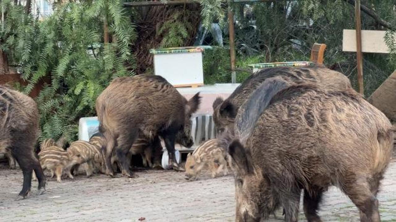 İzmir'de domuz alarmı: G&uuml;nd&uuml;z vakti sokaklarda yiyecek aradılar