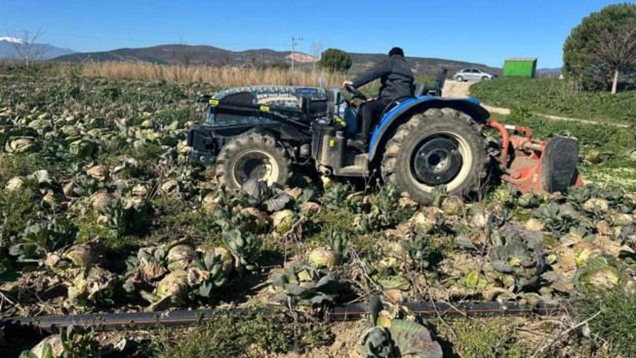 Pazarda 70 lira ama yüzbinlercesi tarlada çürüdü!