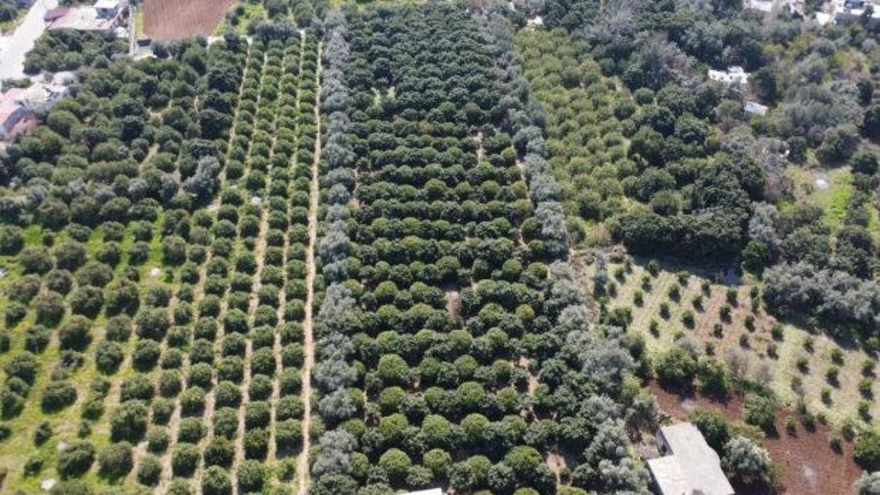 Yüzde 70'ini kadınlar üretiyor: Türkiye'nin limon deposunda son hasat Fiyatı beşe katlandı