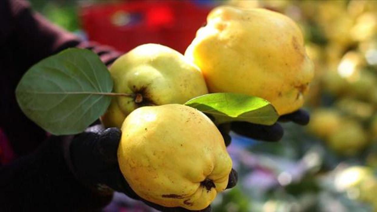 Ayva değil sanki altın! Bir kilosu 300 lirayı gördü: Pazarın yeni "lüksü" oldu